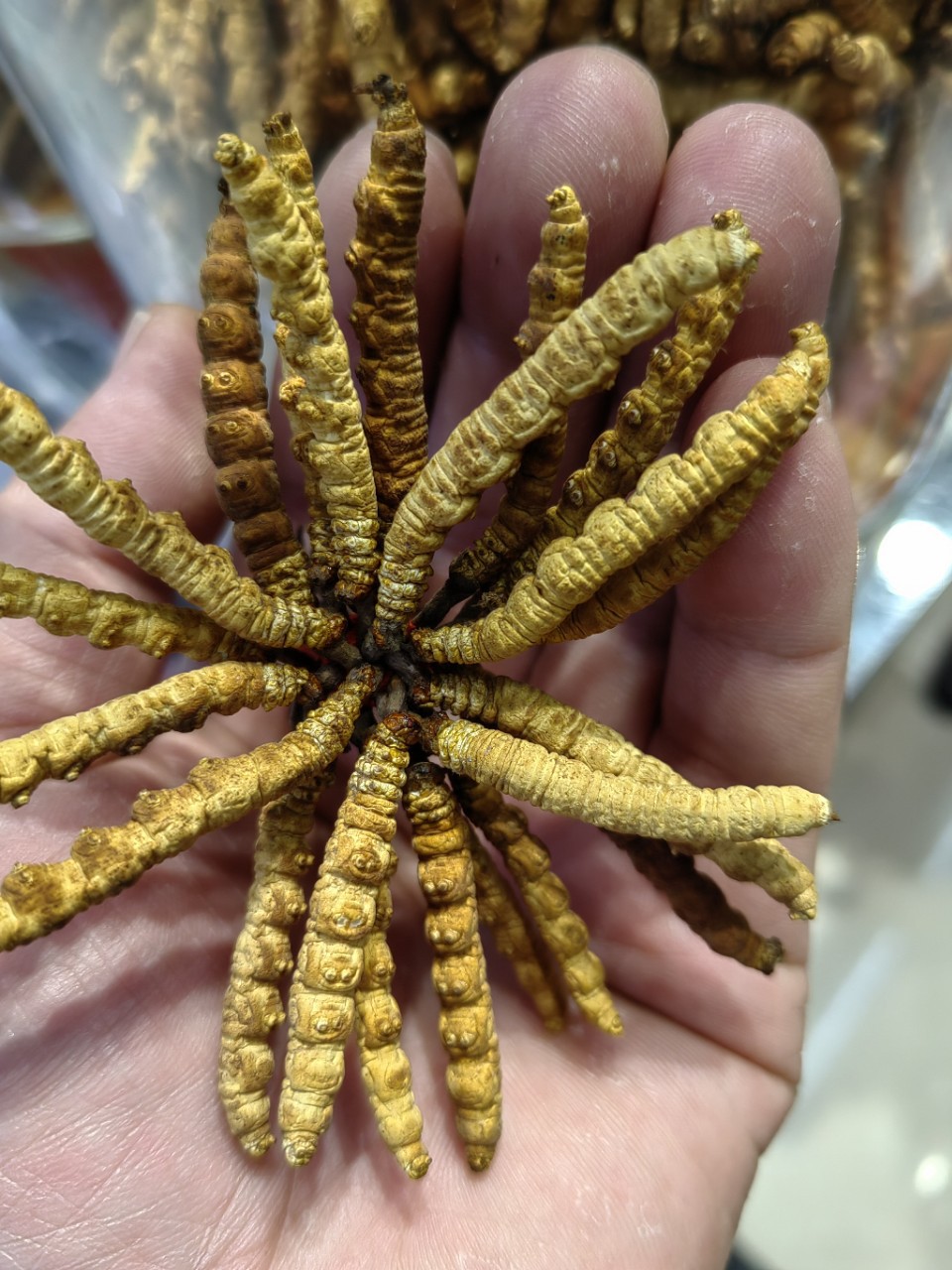Dong Chong Xia Cao (Cordyceps sinensis) — Freeze-Dried Tibetan Cordyceps, 1g Portion quality and texture
