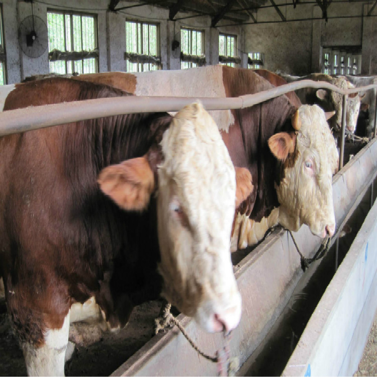 批发肉牛 育肥肉牛 贵州肉牛养殖场 肉牛犊多少钱