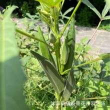 SNӷNѸ߮atļ׷Nֲ߲ݲ