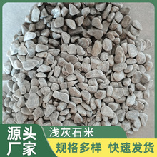 廠家批發淺灰石子石米 貝殼灰石子碎石子 灰色洗米石工程裝修材料