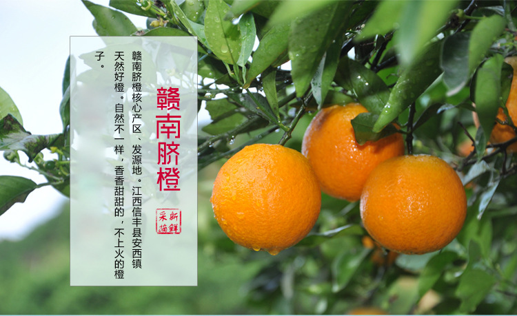 产地直发 江西信丰赣南脐橙9斤带箱新鲜采摘多汁橙子批发水果-阿里巴巴