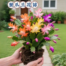 蟹爪兰盆栽带花苞带盆多色重瓣新品花卉植物室内螃蟹抓花四季开花