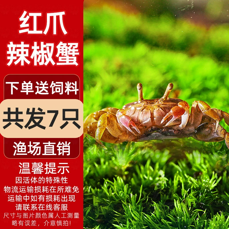 Миничилийсковая жареная крабовая ornamental Fish Hermit Crab Подводная маленькая водорослеедка Малый Краб Романтическая креветка