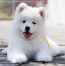 纯种活体家养熊版萨摩耶伴侣犬大体型玩赏雪橇犬萨摩耶宠物犬活体