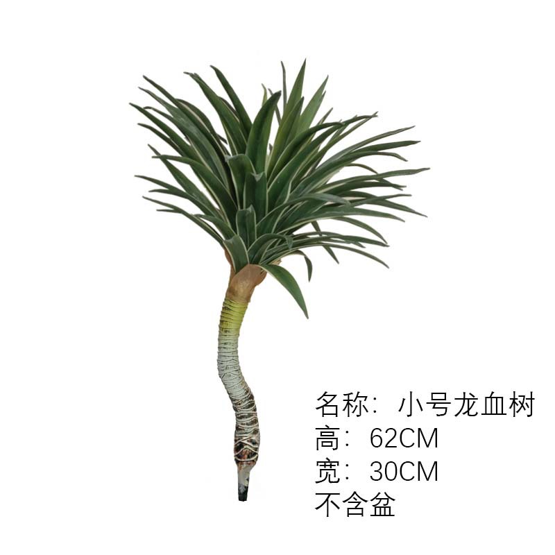 (Nuevo) Paquete de mango de árbol de sangre de dragón de tamaño pequeño