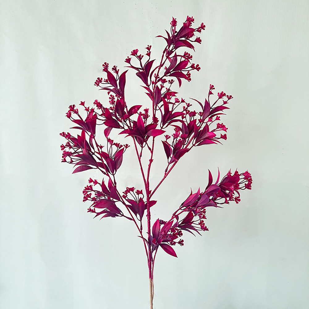 메이비 미모사 로즈 레드