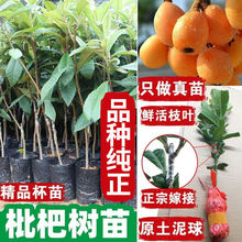 ˘޽Ӵ˹شͥԺϱNֲY