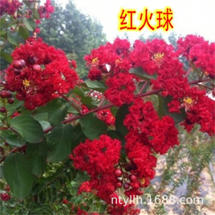 ��ޱ����t����ޱ���ռt�ϱ���ͥԺ�Nֲ�ļ��G��������ľ�L������