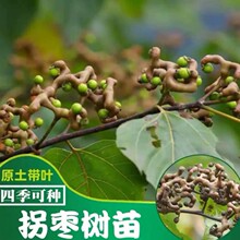 拐枣树苗正宗万寿果苗鸡爪梨金钩子盆栽庭院南北方种植带原土
