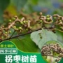 正宗庭院种植盆栽枣树苗
