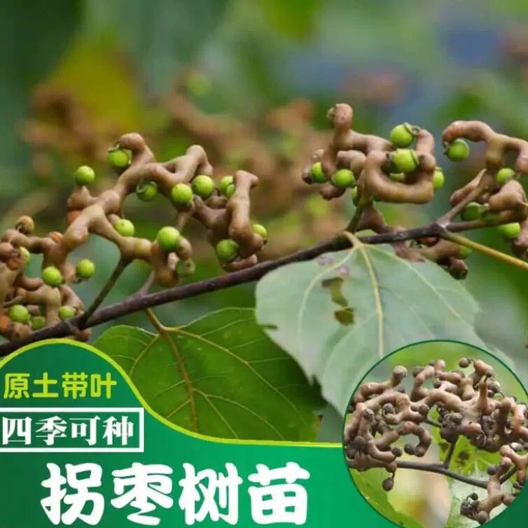 Authentic Hovenia Tree Seedlings, Jujube Seedlings, Chicken Claw Pear, Golden Hook Tree, Potted Plants for Garden, Suitable for Planting in Both Northern and Southern Regions, with Original Soil Authentic Hovenia Tree Seedlings, Jujube Seedlings, Chicken Claw Pear, Golden Hook Tree, Potted Plants for Garden, Suitable for Planting in Both Northern and Southern Regions, with Original Soil