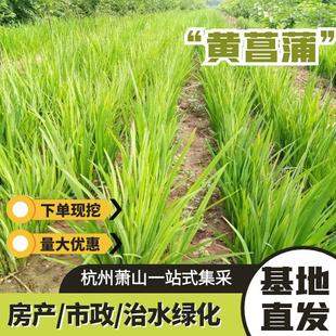 ������ˮ���G����ľֱ�N���S���t���{���Sβ���G�S����ֲ�ͺ�