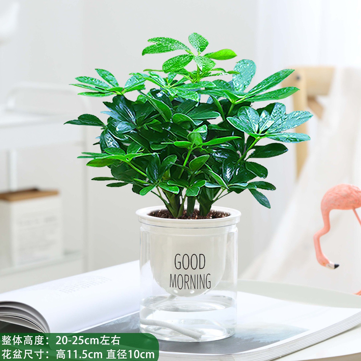 바팡라이카이 한 대야에 네 개 [좋은 아침 대야] + 비료