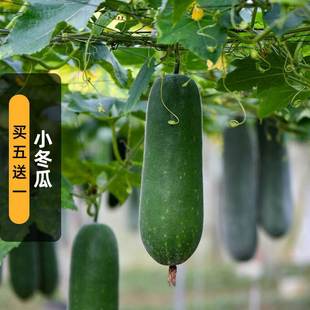 Early Maturing Small Winter Melon Seeds 3 Grams Dwarf White Melon Mini Gourd Melon Pillow Melon Vegetable Seeds Pastoral Easy Planting Spring Sowing