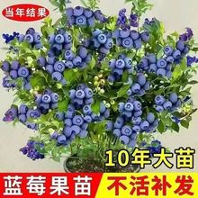 大果蓝莓树苗盆栽地栽果树苗蓝莓南北方种植阳台庭院种植当年结果