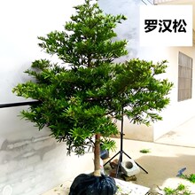 �ͺ��_�h�ɘ���ͥԺ���;Gֲ����Ԅe���辰�ļ������^�~���ԾG��