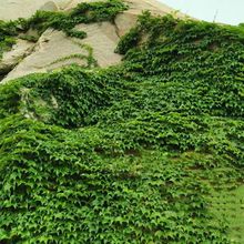 新品爬山虎种子四季常青三叶地锦四季种阳台庭院爬藤观叶植物种子