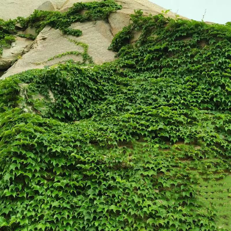 新品爬山虎种子四季常青三叶地锦四季种阳台庭院爬藤观叶植物种子