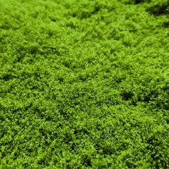 人工苔芝生、人工苔、マイクロランドスケープ、人工岩、造園、糸状苔、卸売、DIYマイクロランドスケープ造園
