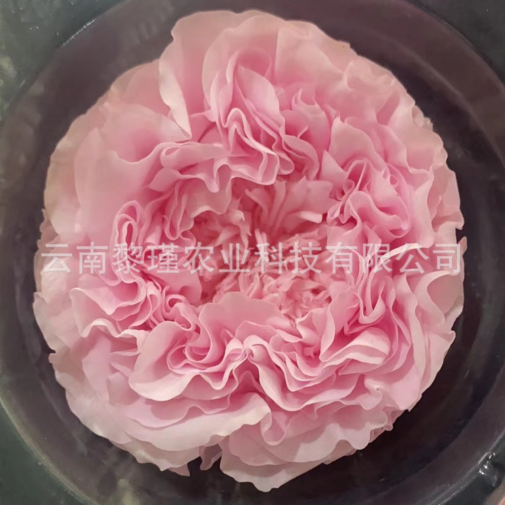 永生花牡丹花A级9-10cm巨型奥斯丁玫瑰玻璃翠琉璃翠情人节礼物花