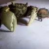 General crab body