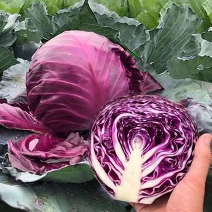 �ϸ��{���Ĳ˷N���ļ���ɫ���Ĳ��ϰ����r��ͥԺ�̨�߲˷N��