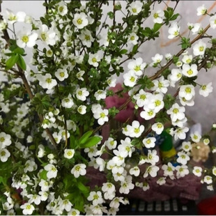 ��֧ѩ����֦ˮ�廨ˮ���r���r�л��_����ľ�괺�҃�ˮ�B�r���Gֲ