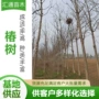 庭院绿化行道树