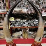 牛角厂家批发牦牛角对角镇宅摆件大号标本公司办公大厅装饰工艺品