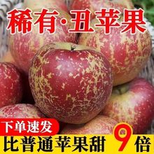 【冰糖心】新鲜丑苹果现摘当季新鲜红富士苹果水果1/5/10斤包邮果