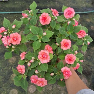 �ذ��P������ˮ÷���ļ��_�����޻����ױ����͟�С���玧����
