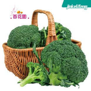 ���m���N�ӾGɫ��Ҭ�˷N�Ѽs100��ԭ�S���b�˻��N�����l���˷N��