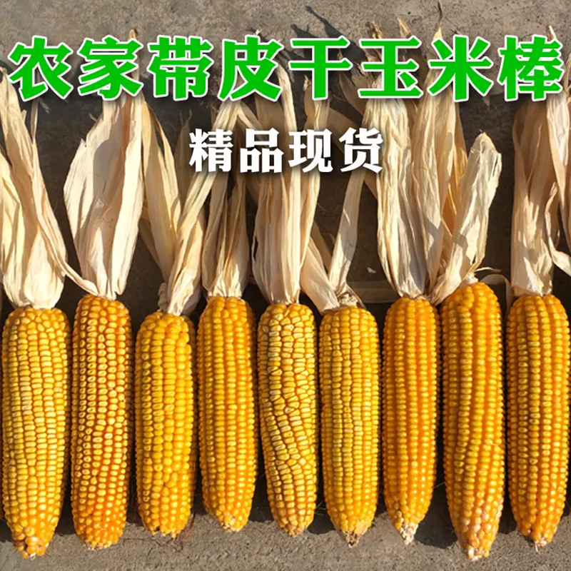 干玉米棒子带皮苞谷老玉米棒农家乐装饰道具农作物玉米穗真玉米串