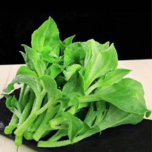 山东新鲜冰菜冰草农家凉拌蔬菜火锅食材即食生吃沙拉菜冰叶直发