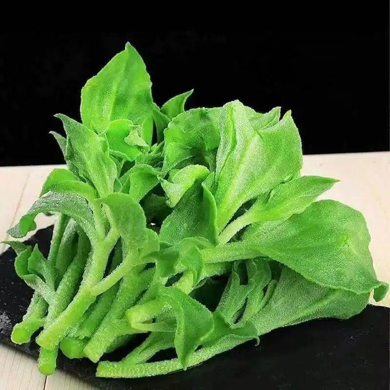 山东新鲜冰菜冰草农家凉拌蔬菜火锅食材即食生吃沙拉菜冰叶直发