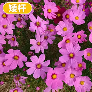 格桑花種種子ペルシャ菊太陽花種孤独野花組み合わせ芝生四季種まき開花種|undefined