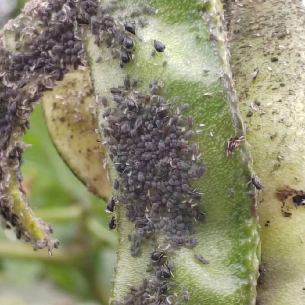 蚜虫科研虫 (10).jpg