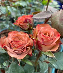 Cappuccino Spring Garden Purifies the Air, Kenya Rose Seedlings, New Varieties of Retro Large Flowers