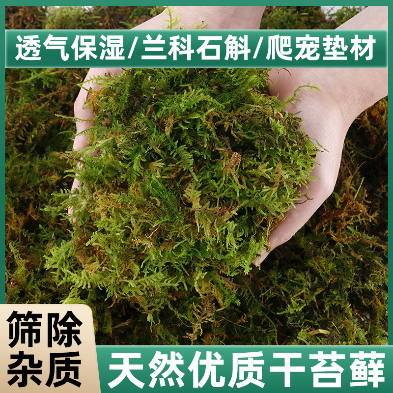 Special Nutrient Soil for Phalaenopsis Moss