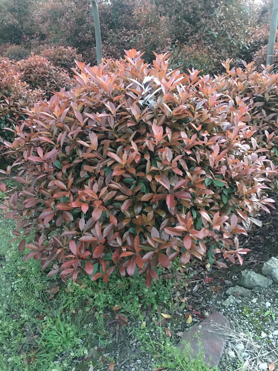 Красный Хизер лист мяч базы прямых продаж высокого качества красный Хизер лист различные спецификации озеленения проекта Оптовая