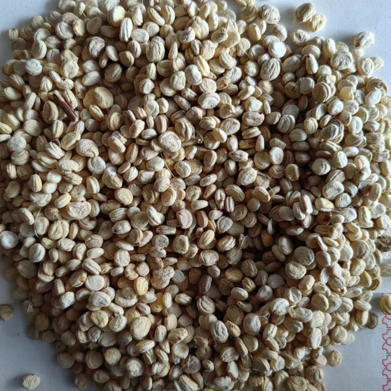 Dried Acanthopanax Senticosus Seeds Ci Wu Jia Zi 500g Clean Black Siberian Ginseng Seeds from Changbai Mountain Jilin key features