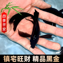 ��ɫ�\���~�լ�ݽ��~��ˮ�Ꭷ�^�p���w�~���B�ͻ�С���~���ԁ�ˮ