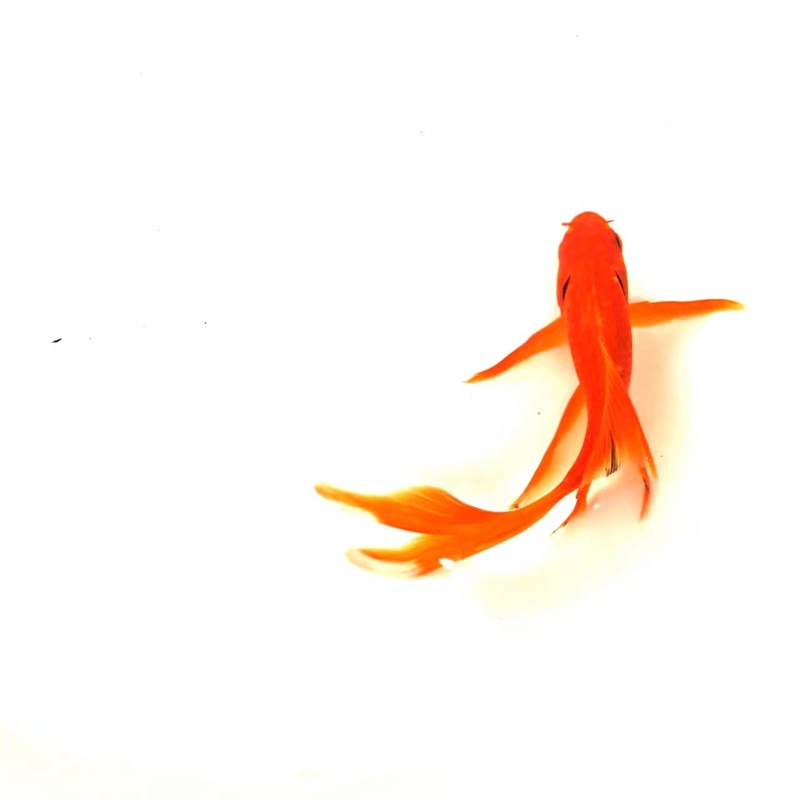 赤草金魚は育てやすい、長尾赤草観賞魚、鯉、活冷水魚、鯉、赤草淡水魚|undefined
