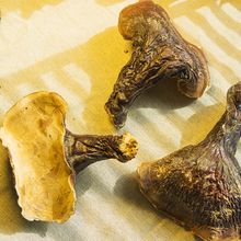 西藏灵芝整枝野生采摘灵芝赤灵芝干货礼盒装野生灵芝西藏直发