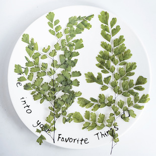 Adiantum True Leaves Plant Specimens Dried Flowers Kindergarten Stickers Handmade Dripping Gel DIY Portrait Face Baffle Flowers