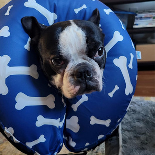Licheng Source Factory Blue Bone Pattern Pet Inflatable Collar Cat and Dog Anti-Licking and Biting Collar Elizabeth Collar