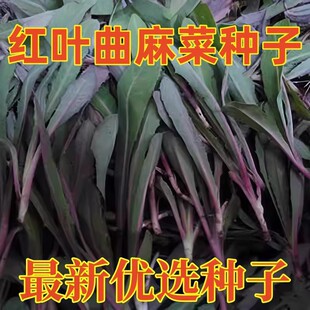 ����˷N�������˷N��Ұ����ӿ����������ļ����߲˷N��
