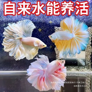 ِ�����~̩������Ꭷ��Ů�鼆С�ͼ��װ��������^�p�~���B�ͻ�