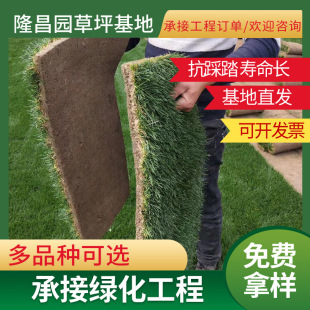 Huzhou Turf Real Lawn with Mud Carpet Green Grass House Garden Courtyard Greening Lawn Construction Wholesale