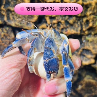 Terrestrial hermit crab wholesale living stall adorable bean curd gray short wrist dark purple blackberry